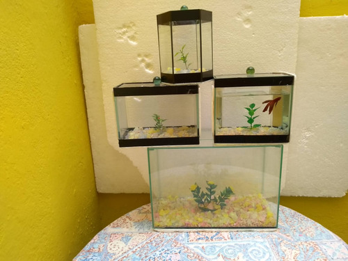 Aquários Para Peixinhos Ornamentais: Betta E Outros.