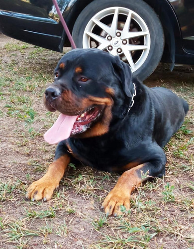 Rottweiler,  Cães Filhotes 