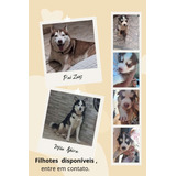 Filhote De Husky Siberiano