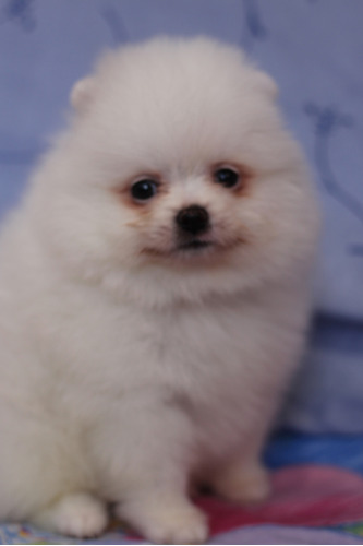 Excelente Pomerania Pedigri Microchip Garantía D Vida 61