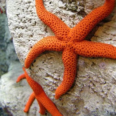 Estrella De Mar Naranja Acuario Marino Compatible Coral | Meses sin interés