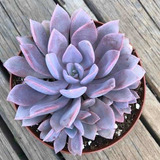 Graptoveria Debbie M4  Suculenta No Cactus