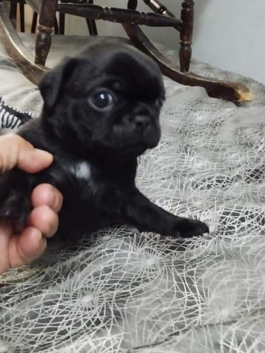 Hermosos Cachorros Pug 