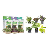 Kit De Cultivo Microgreen Diy, Paquete De 6 Variedades De Cu