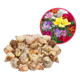 Bulbos Fresias Perfumados Colores Varios! X40g Villa Crespo 