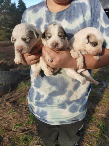 Gran Pirineo Cachorros