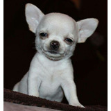 Cachorro Chihuahua Blanco Cabeza De Manzana 014