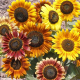 30 Semillas De Girasol Belleza Otoñal Mix Oro Bronce Y Caoba