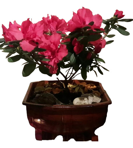 Azalea En Terrario.- Hermoso Para Regalar!!