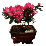 Azalea En Terrario.- Hermoso Para Regalar!!