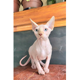 Gato Sphynx Macho