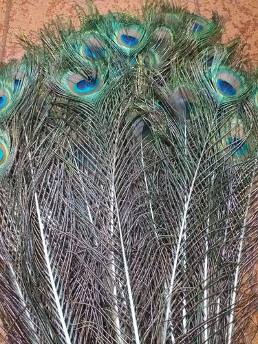 Plumas De Pavo Real 40 Cm Ojo Entero (pack Por 5 Plumas)