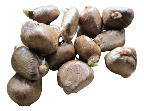 Arbolito De Castaña Artocarpus Camansi 