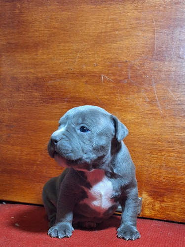 Cachorro Pitbull Blue Macho (disponible)