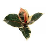 Ficus Elástica Ruby - Ficus Tineke - Árbol De Caucho