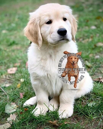 Golden Cachorros Premium Pureza Real Machos Y Hembras