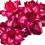 Enxerto Rosa Do Deserto Multipétalas Matizada Vermelha Ts85