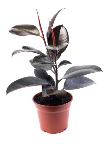 Gomero Ficus Burgundy Elástica S Planta Interior 