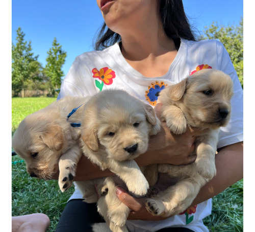 Cachorros Golden Retriever Inscritos (sin Displasia)