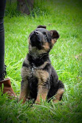 Ovejeros Alemánes Cachorros 