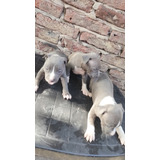 Cachorros Pitbull Blue 