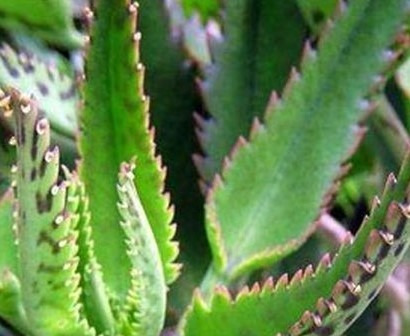 Kalanchoe Planta