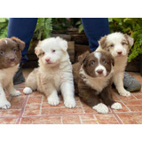 Cachorros Border Collie Color Mirlo Fotos Reales .