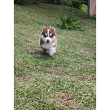 Cachorro Pomsky Rojos Animal Pets Colombia 