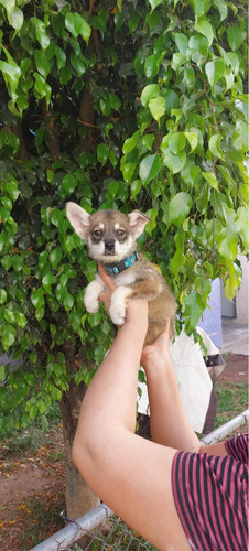 Husky Siberiano