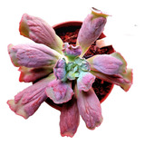 Suculenta Echeveria Gibbiflora Línguas 