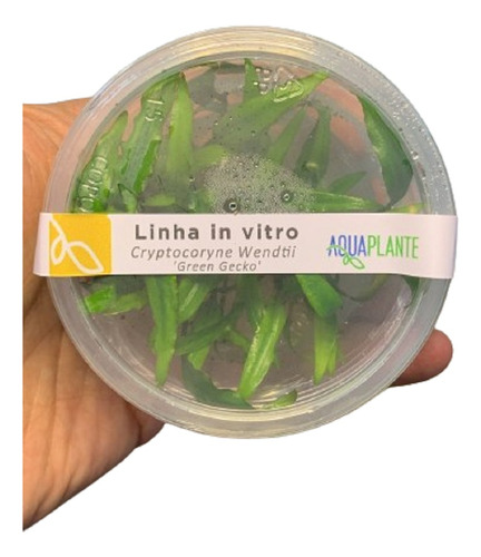 Cryptocoryne Wendtii Green Gecko (in Vitro)