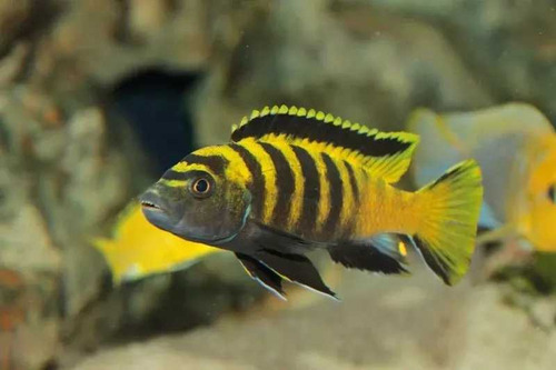 Ciclidos Africanos. Pseudotropheus Flavus. Excelente Sangre