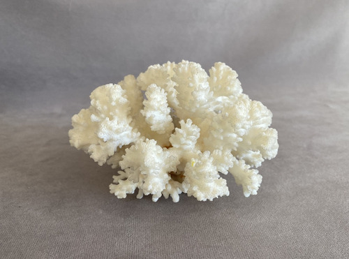 Bellísimo Coral Blanco Natural