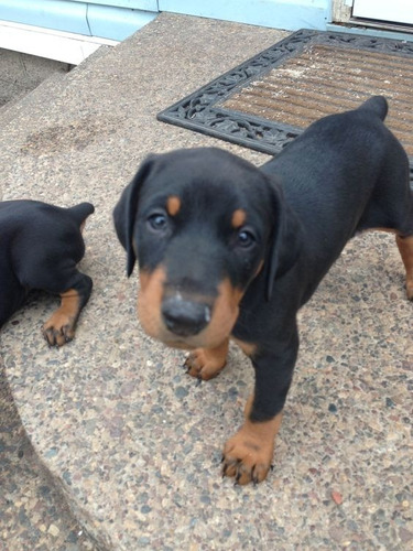 Cachorro Doberman Perrito Doverman Puppy Dobermen Cachorrito