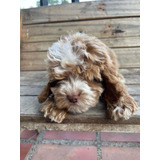 Cachorros Cockapoo Exotic Disponibles Perros Medellín Bogotá