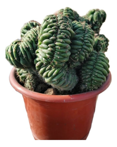 Cactus Cerebro - San Pedro Crestado