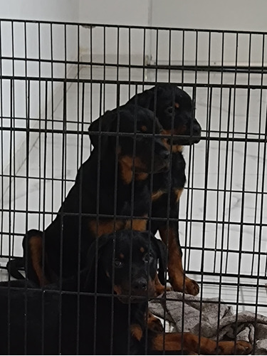 Rottweiler Cachorros De 3 Meses Espectaculares 