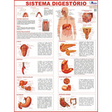 Mapa Livro Gigante Do Sistema Digestório Humano Medindo 1.2m X 90cm Dobrado - Ideal Para Estudos De Medicina Enfermagem E Fisioterapia - Cursinho Vestibular E Faculdade - Equipe Multivendas