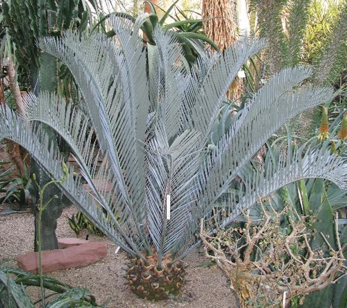 Encephalartos Lehmanii (palmera De Colección)