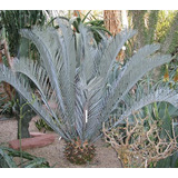 Encephalartos Lehmanii (palmera De Colección)