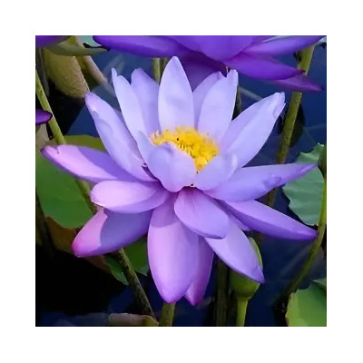100 Semillas De Planta Acuatica Lirio Acuatico Morado | MercadoLibre