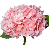 2 Piezas Pequeñas De Flores De Hortensias Rosas De Seda De T