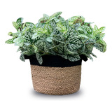 Ramo Planta Artificial Maceta Parque Deco Interior Pack X6u.