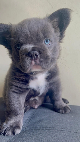 Bulldog Frances Cachorros Blue Fluffy Peluches Teddy Bear 