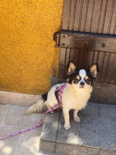 Chihuahua Macho Pelo Longo 9 Meses