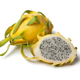 Esquejes De Pitaya/pitahaya Amarilla Y Pulpa Blanca 6 Piezas