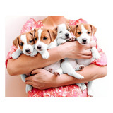 Jack Russell Cachorros Hermosos!!!