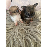 Chihuahua Machos Y Hembra Mini
