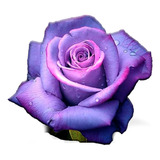 16 Mudas Rosas Variadas Verde Negra Amarela Ouro Lilas Azul