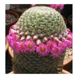 Semillas De Cactus Mammillaria Matudae Coleccion Raro Exotic